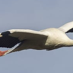 La cigogne blanche : description et comportement