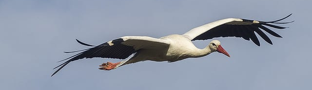 La cigogne blanche : description et comportement